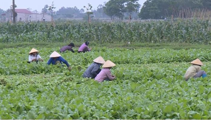 Đẩy mạnh vai trò hợp tác xã trong xây dựng nông thôn mới